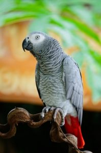 grey parrot